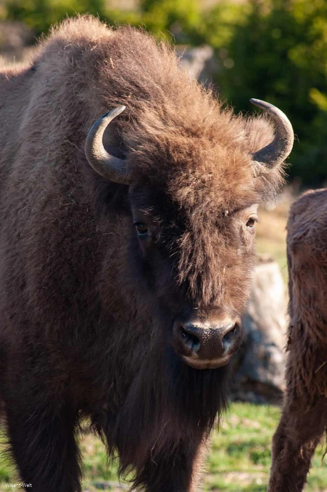 Wisent Quirly